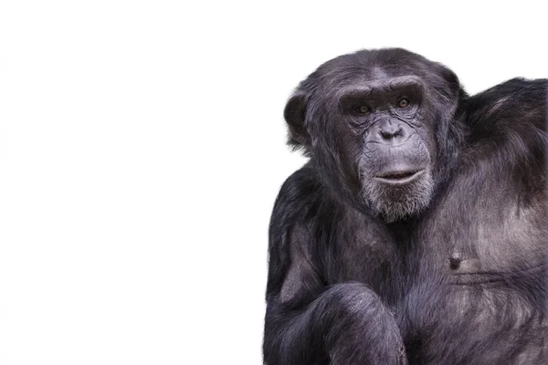 Isolat Chimpanzé Sur Blanc Chimpanzé Mâle Sur Fond Blanc Isolé — Photo