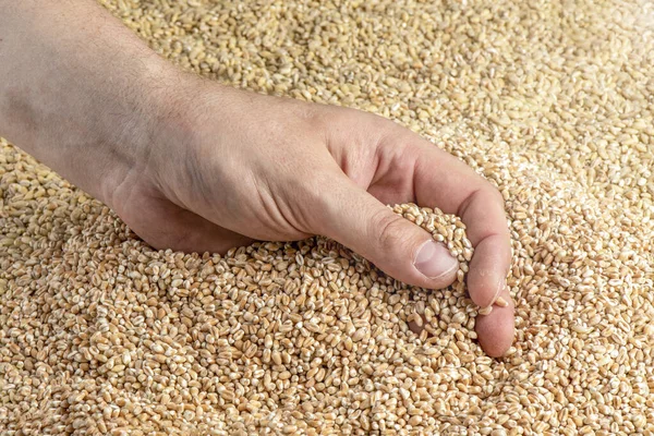 Wheat harvest. Grains of wheat in the hand as a symbol of the harvest. Food crisis and grain shortage