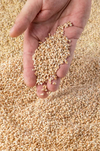 Wheat harvest. Grains of wheat in the hand as a symbol of the harvest. Food crisis and grain shortage