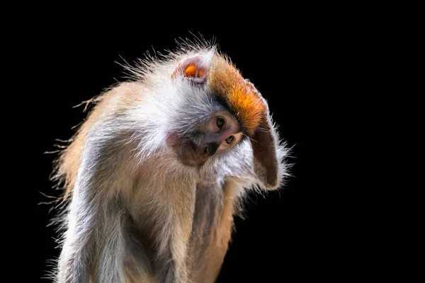 Retrato Macaco Sobre Fundo Preto Macaco Patas Comum Erythrocebus Patas — Fotografia de Stock