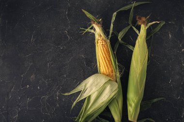 Mısırın yapraklı kulaklarının makro görüntüsü. Siyah arka planda çiğ sarı mısır koçanları. Ulusal Mısır Bayramı için mısır çubuğu.
