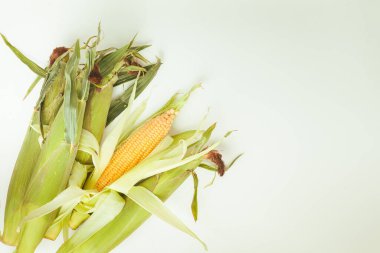 Mısırın yapraklı kulaklarının makro görüntüsü. Beyaz arka planda çiğ sarı mısır koçanları. Ulusal Mısır Bayramı için mısır çubuğu.