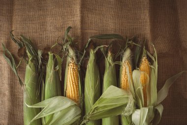Mısırın yapraklı kulaklarının makro görüntüsü. Tuvalin arka planında çiğ sarı mısır koçanları var. Ulusal Mısır Bayramı için mısır çubuğu.