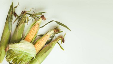 Mısırın yapraklı kulaklarının makro görüntüsü. Beyaz arka planda çiğ sarı mısır koçanları. Ulusal Mısır Bayramı için mısır çubuğu.