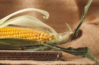 Mısırın yapraklı kulaklarının makro görüntüsü. Tuvalin arka planında çiğ sarı mısır koçanları var.