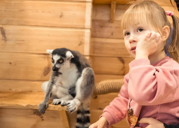 Hayvanat bahçesinde lemur beslerken gülümseyen beyaz bir kızın portresi. Hayvanat bahçesindeki çocuk