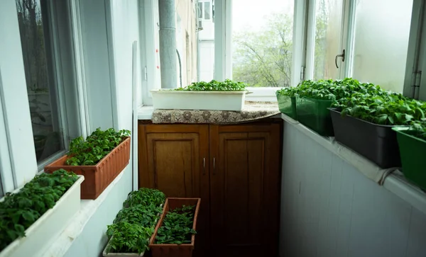 Seedlings Ripen Greenhouse Fresh Green Leaves Seedlings Misted Windows — Stock Photo, Image