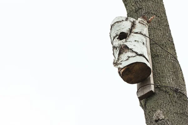 Hölzernes Vogelhaus Wald Auf Einem Hohen Baum Mit Kopierraum — Stockfoto