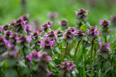 Ormandaki çayırlarda çimenler Yumuşak arka plan bulanıklığı