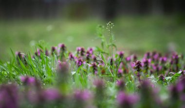Ormandaki çayırlarda çimenler Yumuşak arka plan bulanıklığı