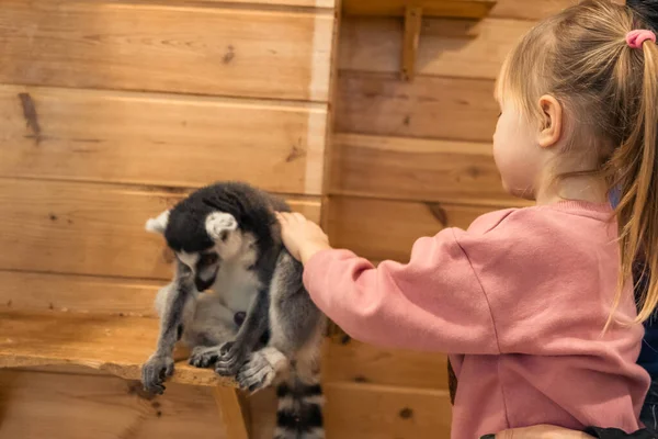 Portrait Little Caucasian Girl Smiling While Feeding Lemur Zoo Kid — Fotografia de Stock