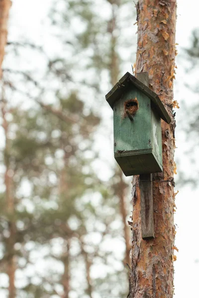 Casa Pájaros Hecha Mano Colgada Pino Alto Bosque Salvaje — Foto de Stock