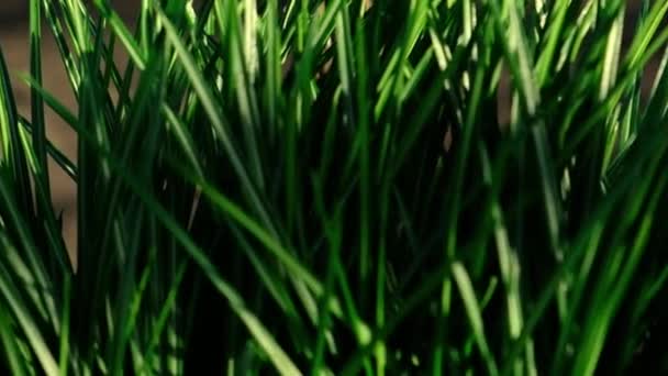 Macro Footage Fresh Juicy Green Grass Wheat Slow Motion — Stock Video