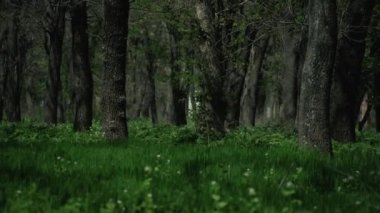 Yeşil çimenler ağaçların arasında rüzgarda hareket eder.