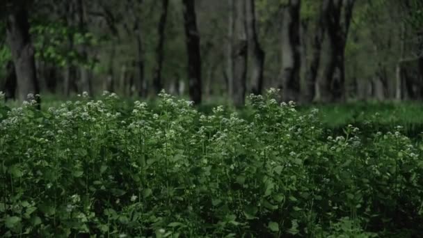 Green Grass Moves Wind Forest Trees — Stock Video