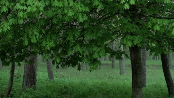 森林里下着大雨 公园里下着雨 雨滴落在绿叶上 — 图库视频影像