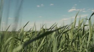 Yeşil buğday tarlası. Yeşil buğday başaklarına yakın çekim. Büyük bir hasat bekliyor.