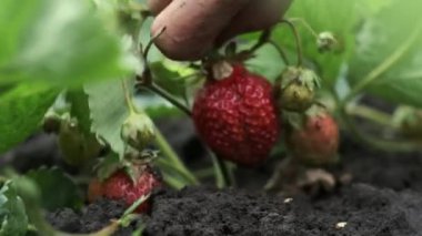 Yağmurdan sonra çilek toplayan yaşlı bir kadının makro görüntüleri. Çalının üzerinde asılı duran olgun kırmızı çileğin yakın çekimi.