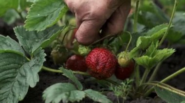 Yağmurdan sonra çilek toplayan yaşlı bir kadının makro görüntüleri. Çalının üzerinde asılı duran olgun kırmızı çileğin yakın çekimi.