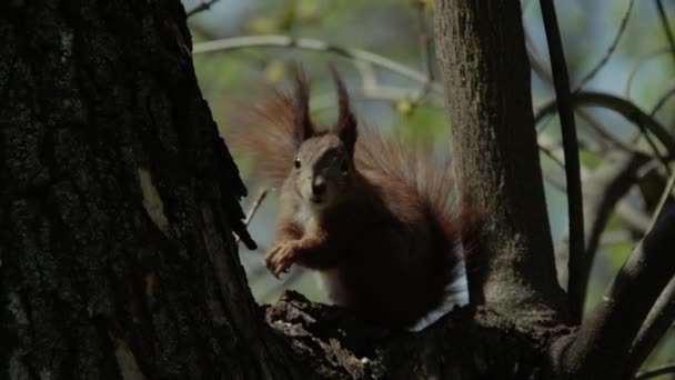 Ardilla Roja Sienta Árbol Come Nueces Primer Plano Vídeo — Vídeo de stock