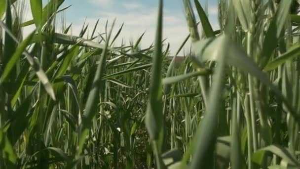 Grünes Feld Für Jungen Weizen Nahaufnahme Von Grünen Ähren Aus — Stockvideo