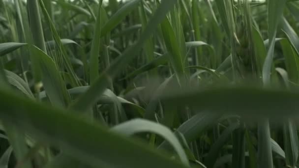 若い小麦の緑のフィールド 小麦の緑の小穂のクローズアップ 大きな収穫を待っている — ストック動画