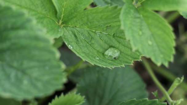 一滴露珠的特写沿着绿色的草莓叶流下来 清晨新鲜的春叶 — 图库视频影像