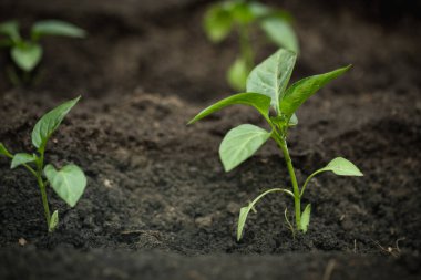 Topraktaki biber fidelerini yakın. Bahçede bahar işi. Makro çekim