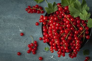 Siyah arka planda yeşil yapraklı kırmızı frenk üzümü. Taze yaz meyveleri