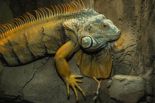 Large green iguana sitting on a stone. American lizard reptile iguana in a terrarium