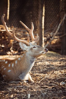Cute spotted deer at the zoo during warm sunset. Close up.