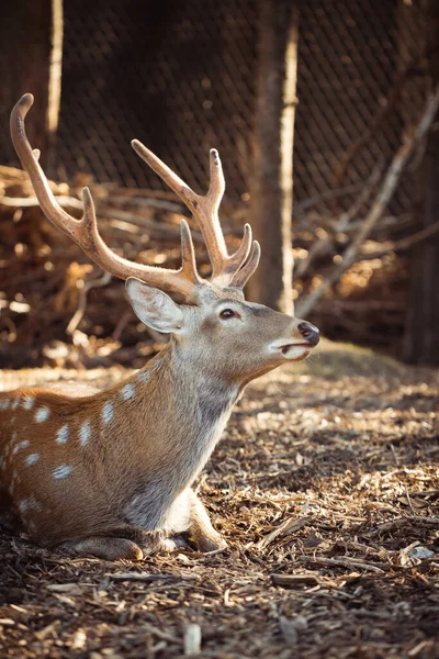 Cute Spotted Deer Zoo Warm Sunset Close — Stok fotoğraf