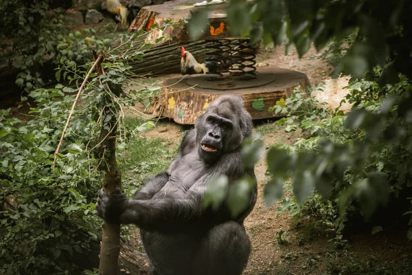 Gorille Mâle Énorme Épluchant Bâton Zoo Grand Singe Parmi Les — Photo