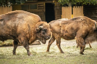 Bizon sürüsü hayvanat bahçesindeki çayırlarda yürüyor.