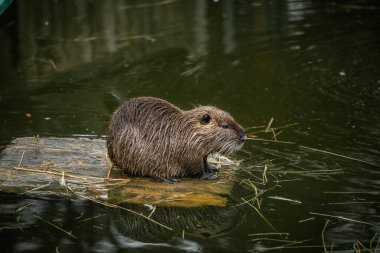Nutria, ahşap bir kütükte yeşil suyla bir gölde yüzer.