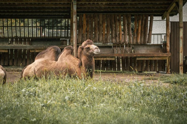 Большой Бактрийский Верблюд Двумя Горбами Спине Лежащими Траве Зоопарке — стоковое фото