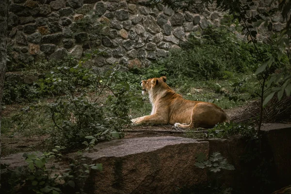 Leona Grande Descansando Entre Los Árboles Verdes Zoológico Gran Gato — Foto de Stock