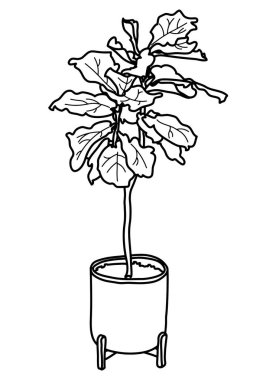 Keman yaprağı inciri, kabın içinde Ficus Lyrata. Ev ağacı karalama vektör çizimi. Satır sanatı. 