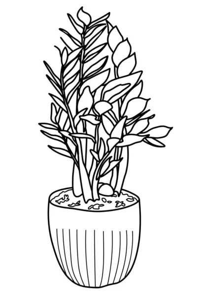 일러스트레이션으로 표시된 Zamioculcas 식물은 일러스트레이션을 했습니다 디자인 손으로 — 스톡 벡터