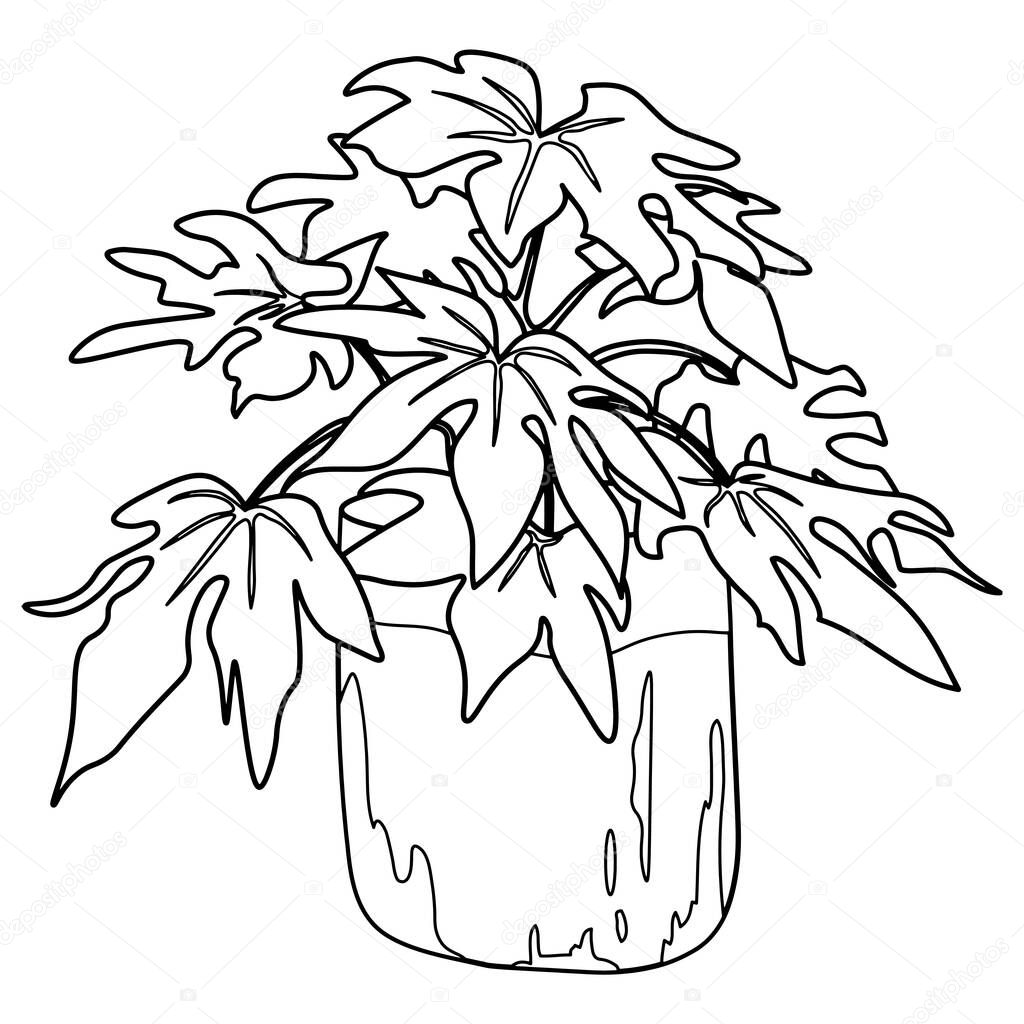 Fatsia japonica plant in a flowerpot. Indoor plant vector doodle illustration. Line hand drawn art.