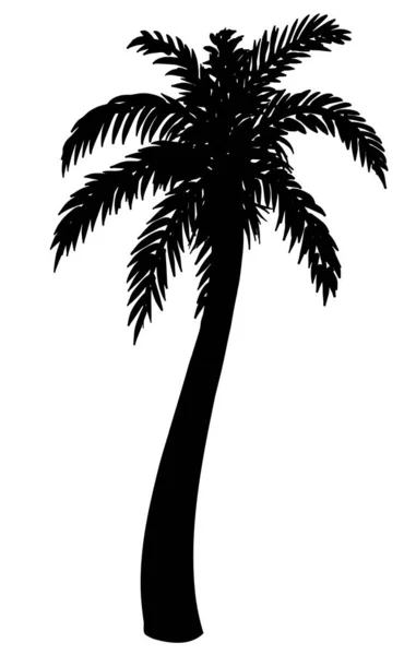 Silhouet van palmboom op witte achtergrond. Vectorillustratie. — Stockvector