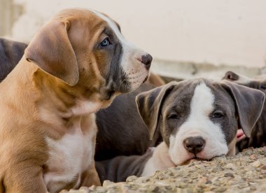 Güzel küçük Amerikan Staffordshire Terrier köpeği. yakın plan