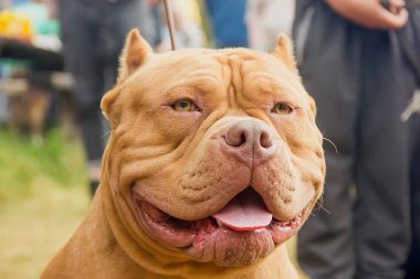 Bir köpeğin portresi. Amerikan kabadayısı. Yaklaş.