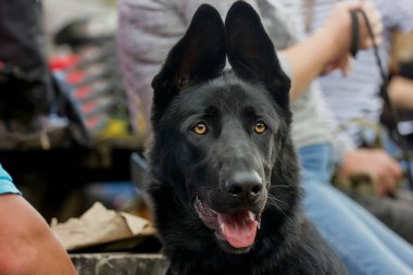 Genç ve güzel bir Alman çoban köpeği. portre