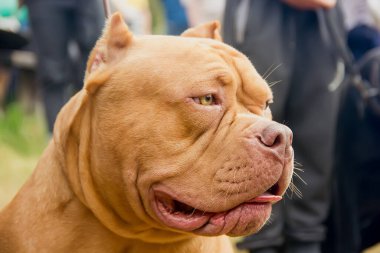 Bir köpeğin portresi. Amerikan kabadayısı. Yaklaş.