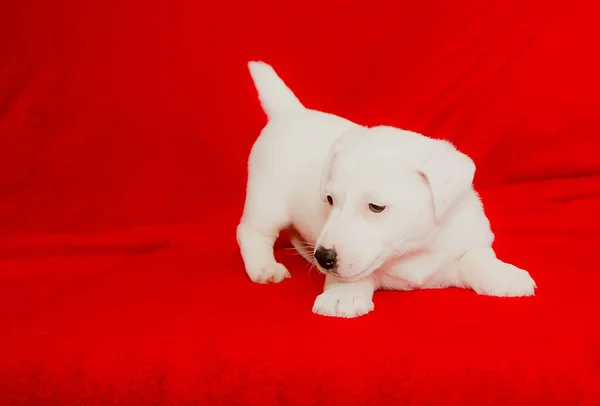 Een Kleine Mooie Pup Ligt Een Rode Achtergrond Close — Stockfoto