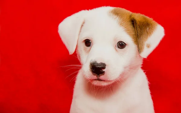 Mooie Witte Pup Een Rode Achtergrond Close — Stockfoto