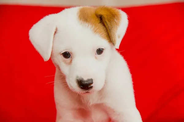 Mooie Witte Pup Een Rode Achtergrond Close — Stockfoto