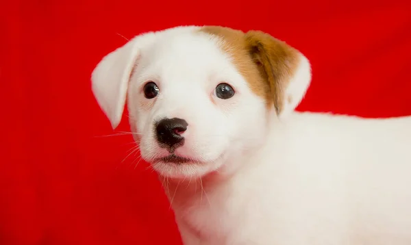 Mooie Witte Pup Een Rode Achtergrond Close — Stockfoto