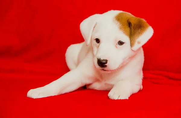 Een Kleine Mooie Pup Ligt Een Rode Achtergrond Close — Stockfoto